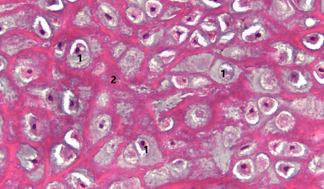 Tecido Cartilaginoso | Atlas De Histologia Da Medicina