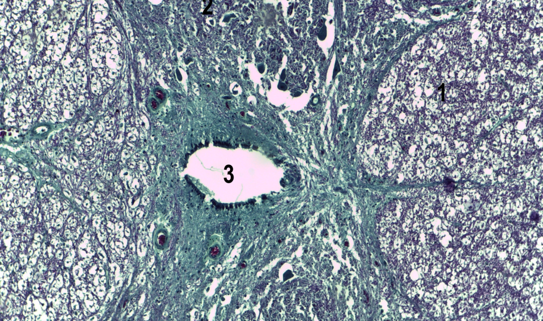 Tecido Nervoso | Atlas De Histologia Da Medicina