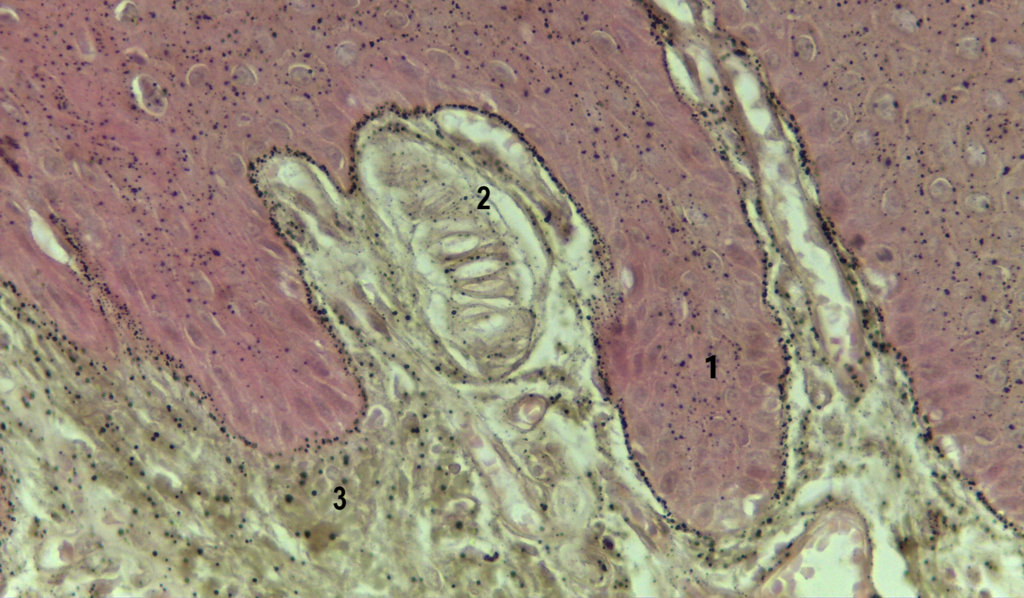 Tecido Nervoso | Atlas De Histologia Da Medicina