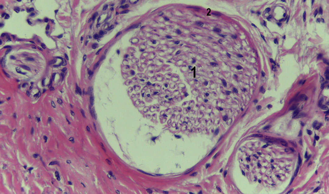 Tecido Nervoso | Atlas De Histologia Da Medicina